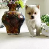 ポメ柴(柴犬×ポメラニアン)【埼玉県・男の子・2025年5月3日・クリーム色】の写真1「体重800グラム、元気いっぱいで、無駄吠えなし、非常に人気ポメ豆柴子犬です。両親遺伝子検査クリア」