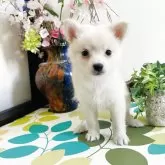 ミックス(チワワ×柴犬)【埼玉県・男の子・2025年6月1日・白】の写真1「体重850グラム、人気豆柴とチワワミックス子犬」