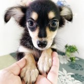 チワックス(チワワ×ダックスフンド)