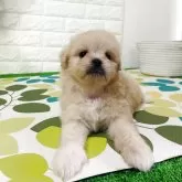 ミックス(ポメラニアン×ペキニーズ)【埼玉県・男の子・2025年9月18日・クリーム】の写真1「体重780グラム」