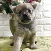 柴犬