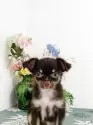 チワワ(ロング)【埼玉県・男の子・2025年7月15日・チョコレートタン】の写真2