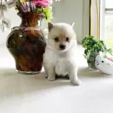 ポメ柴(柴犬×ポメラニアン)【埼玉県・男の子・2025年5月3日・クリーム色】の写真2