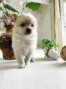 ポメ柴(柴犬×ポメラニアン)【埼玉県・男の子・2025年5月3日・クリーム色】の写真3