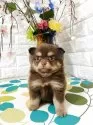 ポメチワ(チワワ×ポメラニアン)【埼玉県・男の子・2025年5月28日・チョコレートタン】の写真3