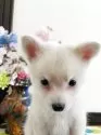 ミックス(チワワ×柴犬)【埼玉県・男の子・2025年6月1日・白】の写真4