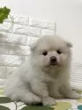 ポメラニアン【埼玉県・男の子・2025年9月10日・ホワイト】の写真4