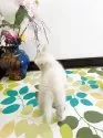 ミックス(チワワ×柴犬)【埼玉県・男の子・2025年6月1日・白】の写真5