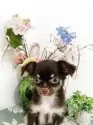 チワワ(ロング)【埼玉県・男の子・2025年7月15日・チョコレートタン】の写真5