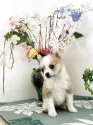 チワワ(ロング)【埼玉県・女の子・2025年8月3日・パーティ】の写真6