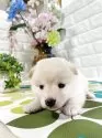 柴犬(標準サイズ)【埼玉県・女の子・2025年6月8日・白】の写真6