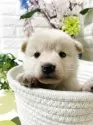 柴犬(標準サイズ)【埼玉県・女の子・2025年6月8日・白】の写真7