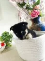 ミックス(チワワ×柴犬)【埼玉県・女の子・2025年5月10日・黒】の写真2