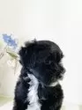 マルプー(マルチーズ×トイプードル)【埼玉県・男の子・2025年6月10日・ブラック/ホワイト】の写真8
