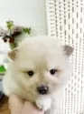 ポメラニアン【埼玉県・男の子・2025年9月3日・クリームカラー】の写真8