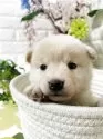 柴犬(標準サイズ)【埼玉県・女の子・2025年6月8日・白】の写真8