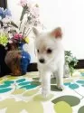 ミックス(チワワ×柴犬)【埼玉県・男の子・2025年6月1日・白】の写真7