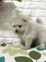 ポメラニアン【埼玉県・男の子・2025年9月10日・ホワイト】の写真9