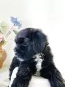 マルプー(マルチーズ×トイプードル)【埼玉県・男の子・2025年6月10日・ブラック/ホワイト】の写真9