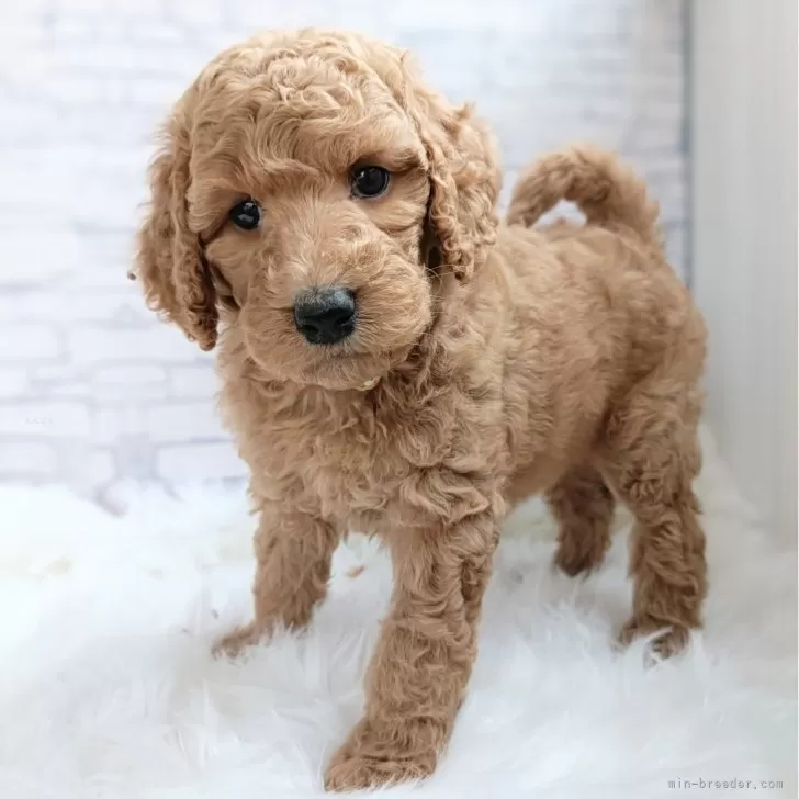 ID：2510-04884の子犬