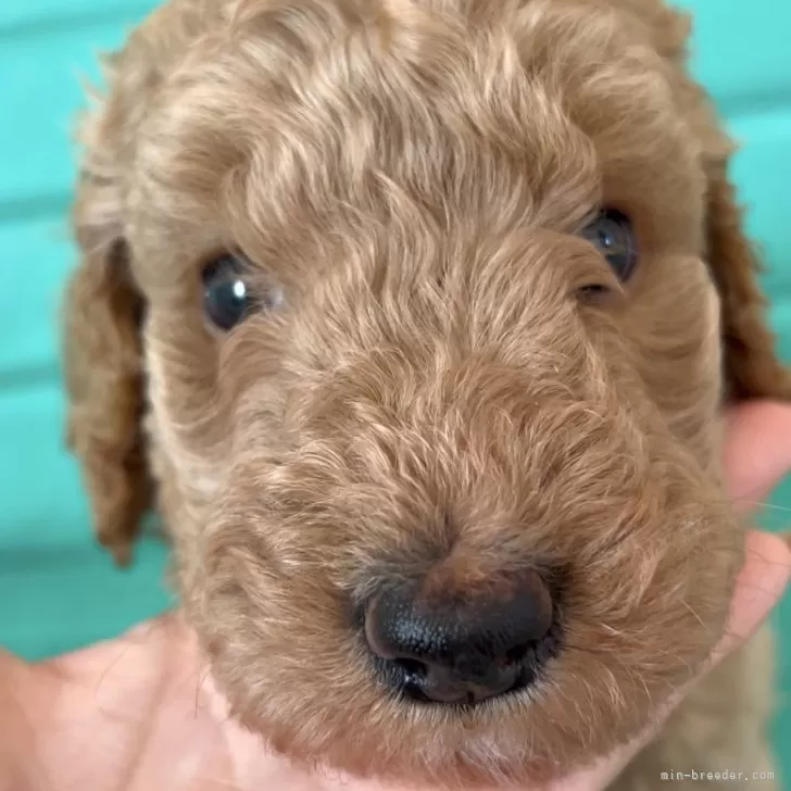 ID:2411-05328の子犬
