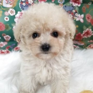 トイプードル(タイニー)【千葉県・男の子・2025年10月8日・クリーム】の写真「抱きしめたくなる可愛さです★」