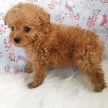 トイプードル(タイニー)【千葉県・男の子・2025年10月8日・レッド】の写真「小柄な可愛い男の子」