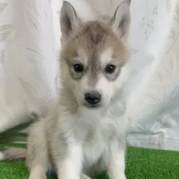 マイセン　ハスキー犬 マイセン 2018年イヤーフィギュア イヌ 78398/900195 | 人形