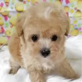 タイニープードル