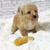 タイニープードル