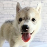 シベリアンハスキー
