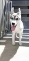 シベリアンハスキー【千葉県・女の子・2025年6月28日・シルバー&ホワイト】の写真2「外の風を感じながら」