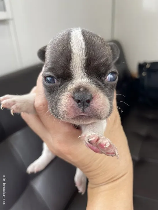 ID：2109-00971の子犬