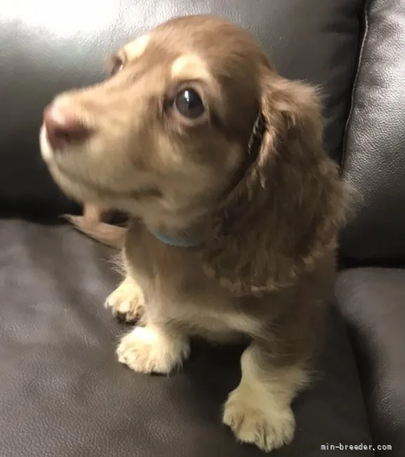 ID：2108-02624の子犬