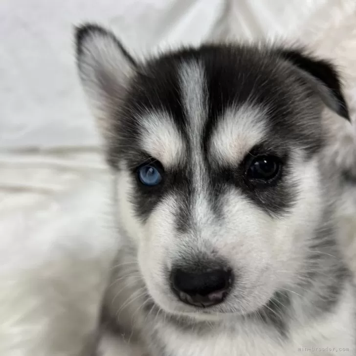 M.I 様のお迎えした子犬