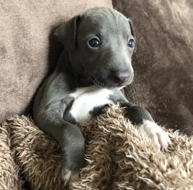 ID：2111-00015の子犬