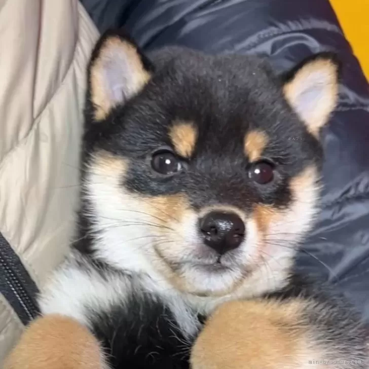 T.A 様のお迎えした子犬