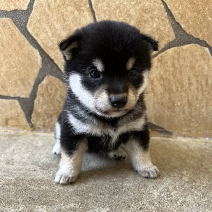 ID:2503-06708の子犬