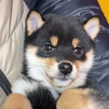 柴犬(豆柴)【京都府・男の子・2025年9月11日・黒】の写真「黒.白.赤の3色配列抜群の小さな男の子です」