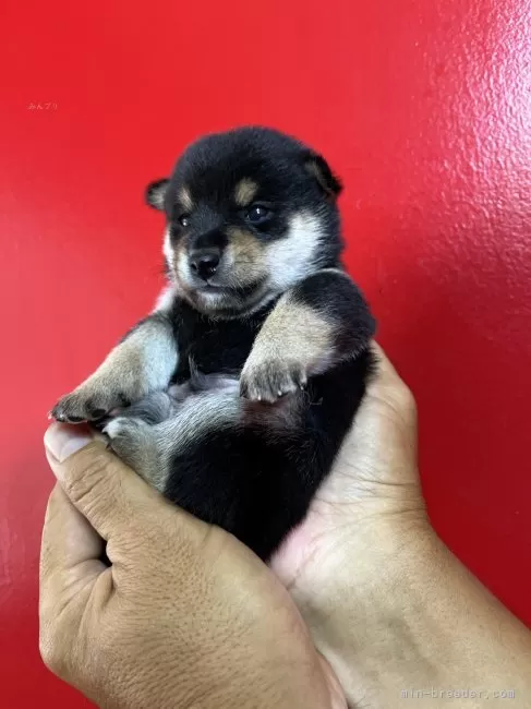 豆柴 豆柴】子犬 11/25 男の子♂売約済 | 日本犬豆柴育成普及会 摂州