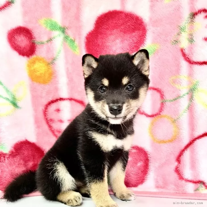 ID:2408-05147の子犬