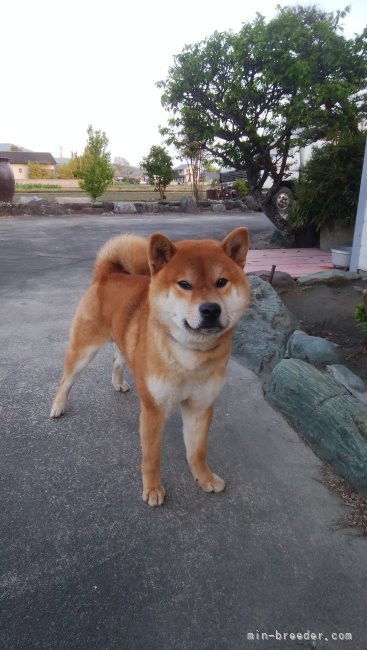 杉山　清定(すぎやま　きよさだ)ブリーダー(愛媛県・柴犬・日本犬保存会登録)の紹介写真1