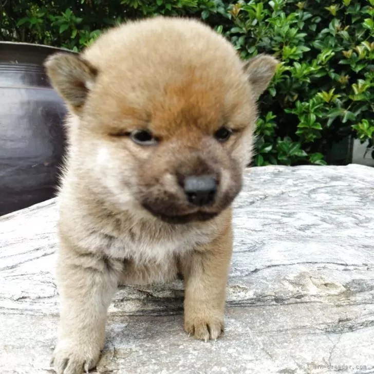 T.Ｉ 様のお迎えした子犬