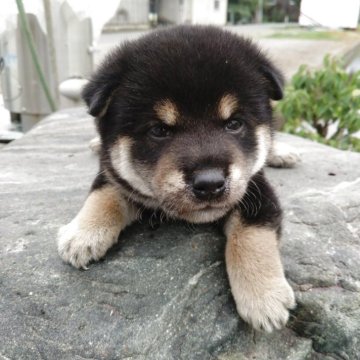柴犬(標準サイズ)【愛媛県・男の子・2025年5月23日・黒】の写真「バランスの色合い､黒柴特有の配色です。」