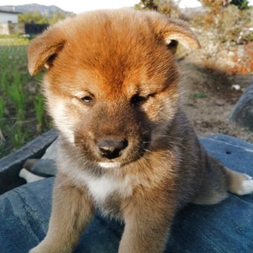柴犬(標準サイズ)【愛媛県・男の子・2025年10月1日・赤】の写真「ニヒルな男前です。」