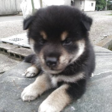 柴犬(標準サイズ)【愛媛県・男の子・2025年5月23日・黒柴】の写真「黒柴の色合いも良く､可愛らし子犬です。」