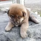 柴犬(標準サイズ)