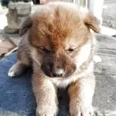 柴犬(標準サイズ)