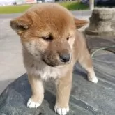 柴犬(標準サイズ)