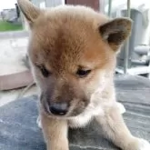 柴犬(標準サイズ)